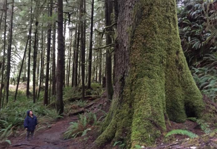 Appraiser looking up at large tree in Norwest Region