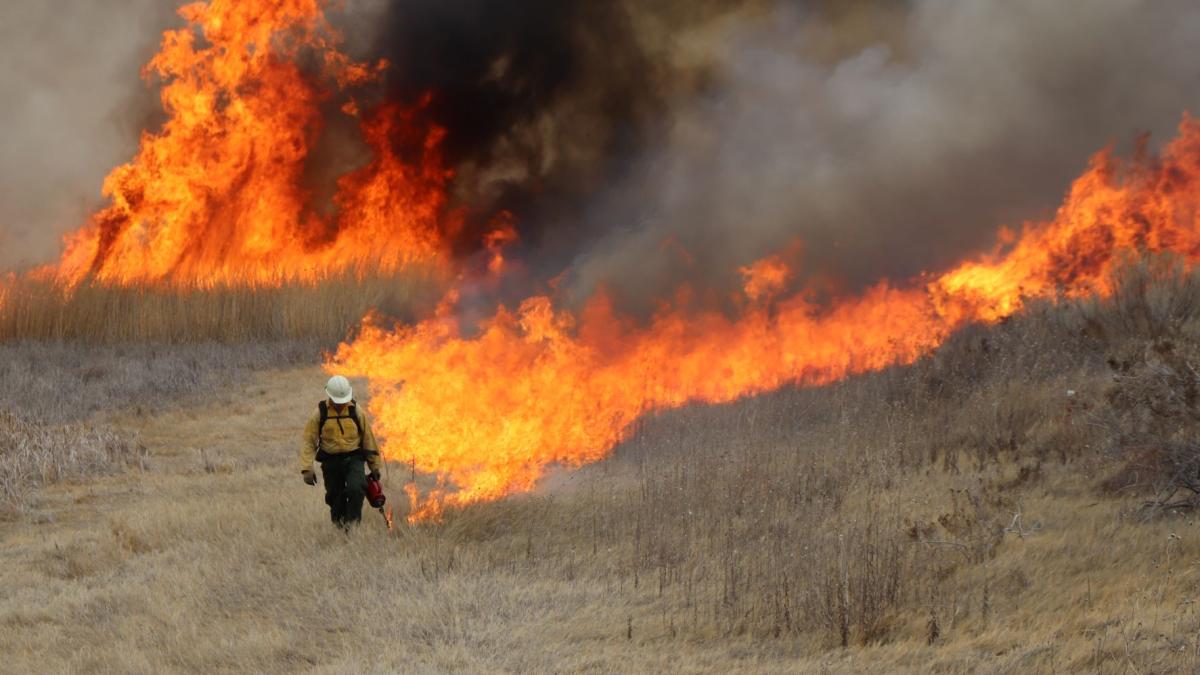 Wildland Firefighter setting fireline on dry grass