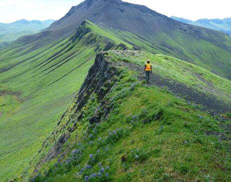 USGS female employee walks along peak of Alaska volcano covered in lush green grasses