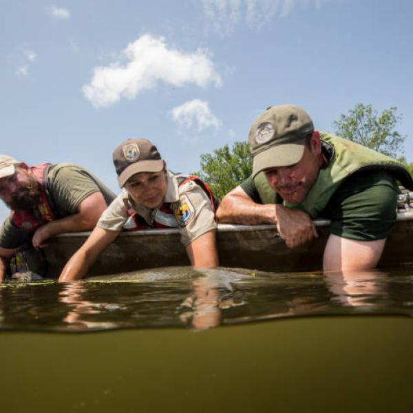 Fish and Wildlife Service employees leaning over the edge of boat to get an alligator gar