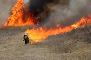 Wildland Firefighter setting fireline on dry grass