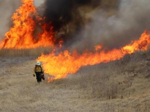 Wildland Firefighter setting fireline on dry grass