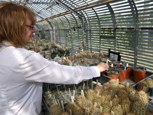 Rock Botanist